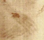 détail des mains croisées sur le suaire de Turin détail des mains croisées sur le suaire de Turin