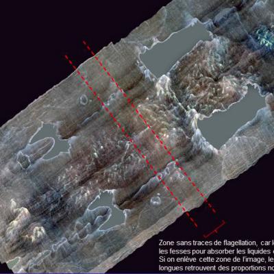 La tridimensionnalité du suaire de Turin